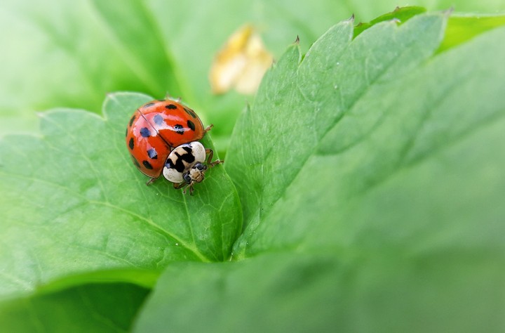 Ladybug