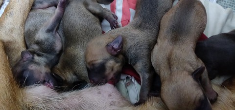 Christmas eve puppies