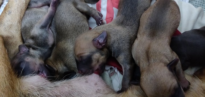 Christmas eve puppies