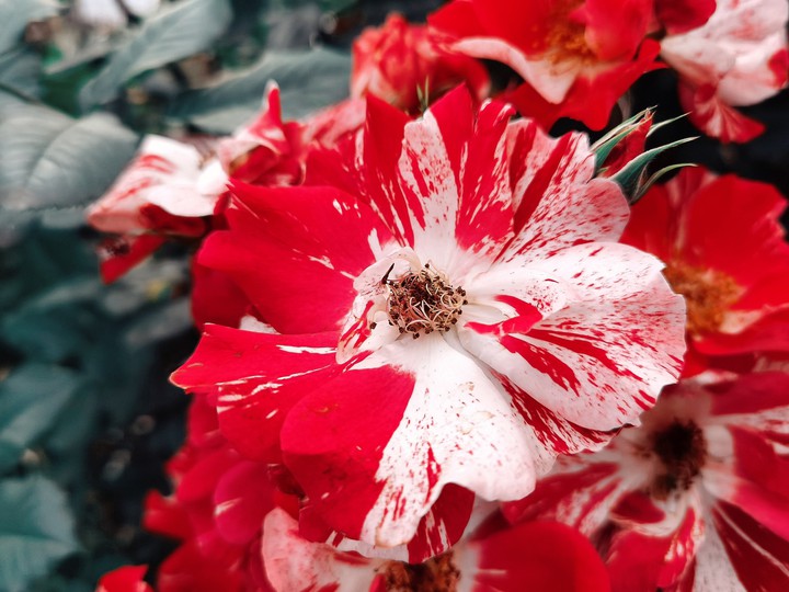 Red and White Rose