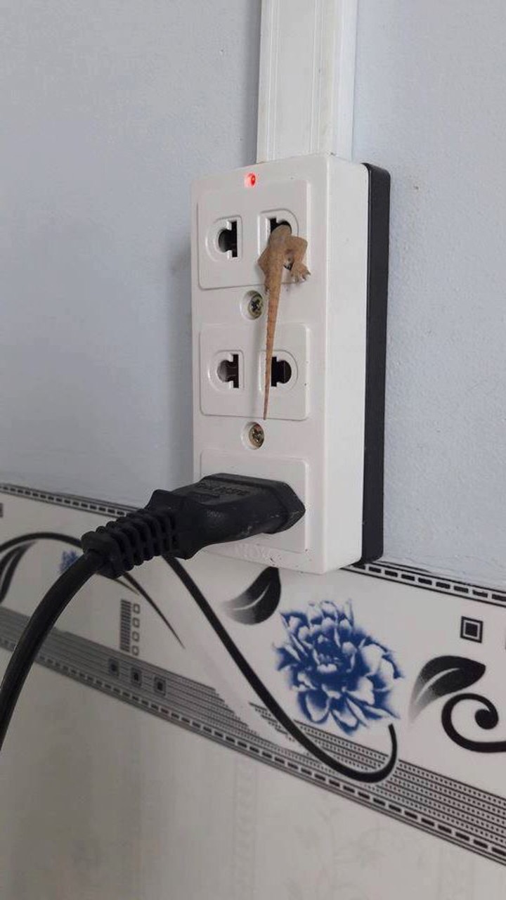 động vật