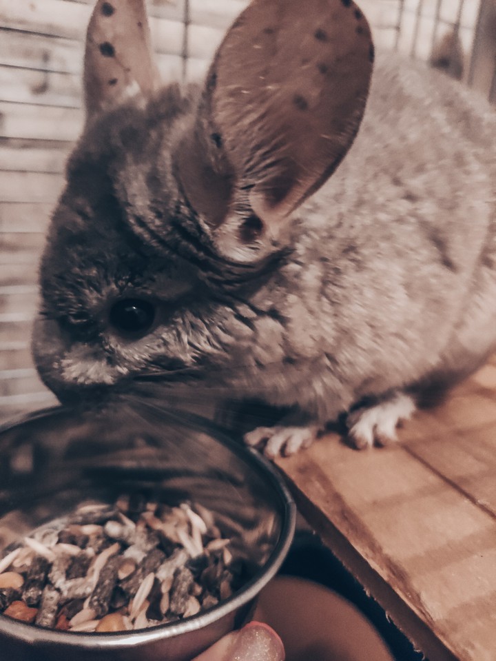 pets