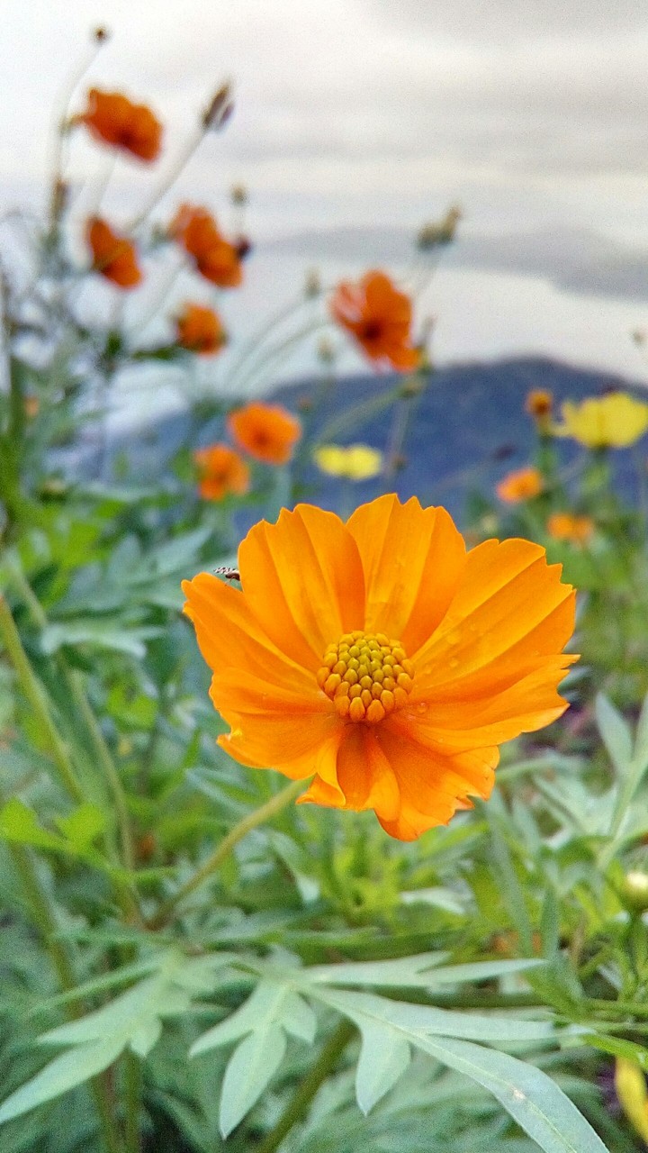 Orange Flower