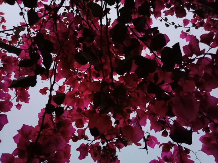 paperflowers