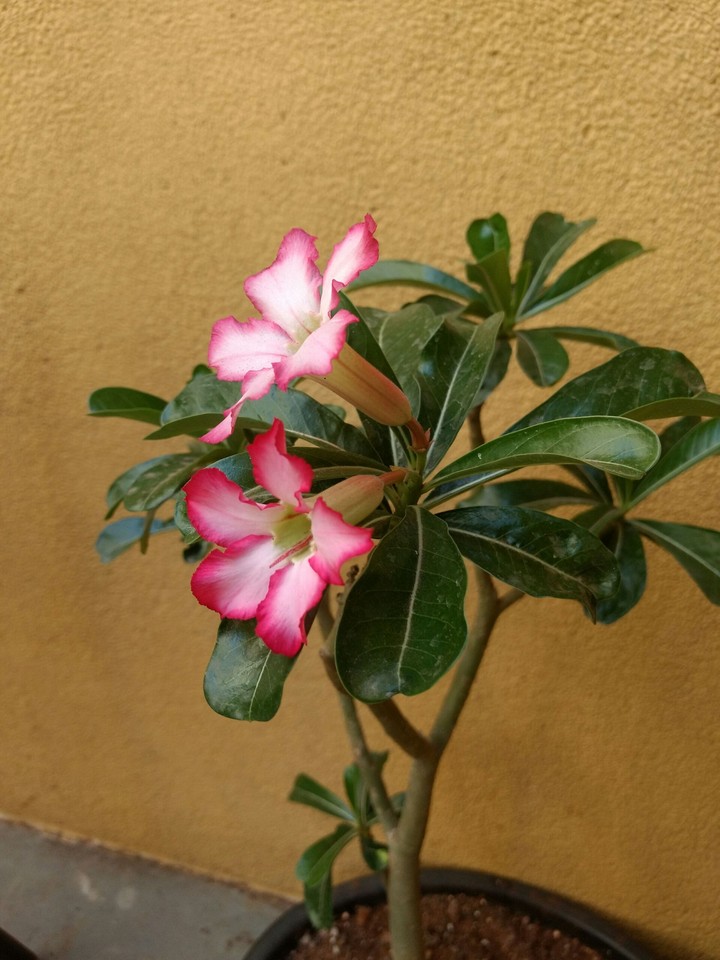 The Pink Flowers....