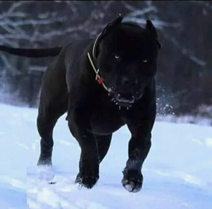 Jr