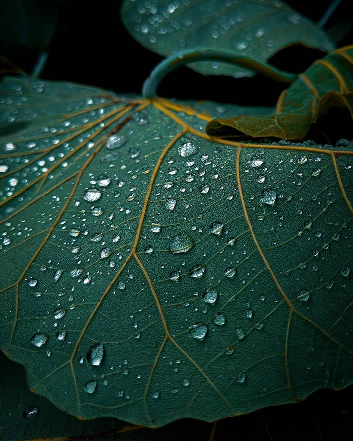 Rain, leaves, accuracy