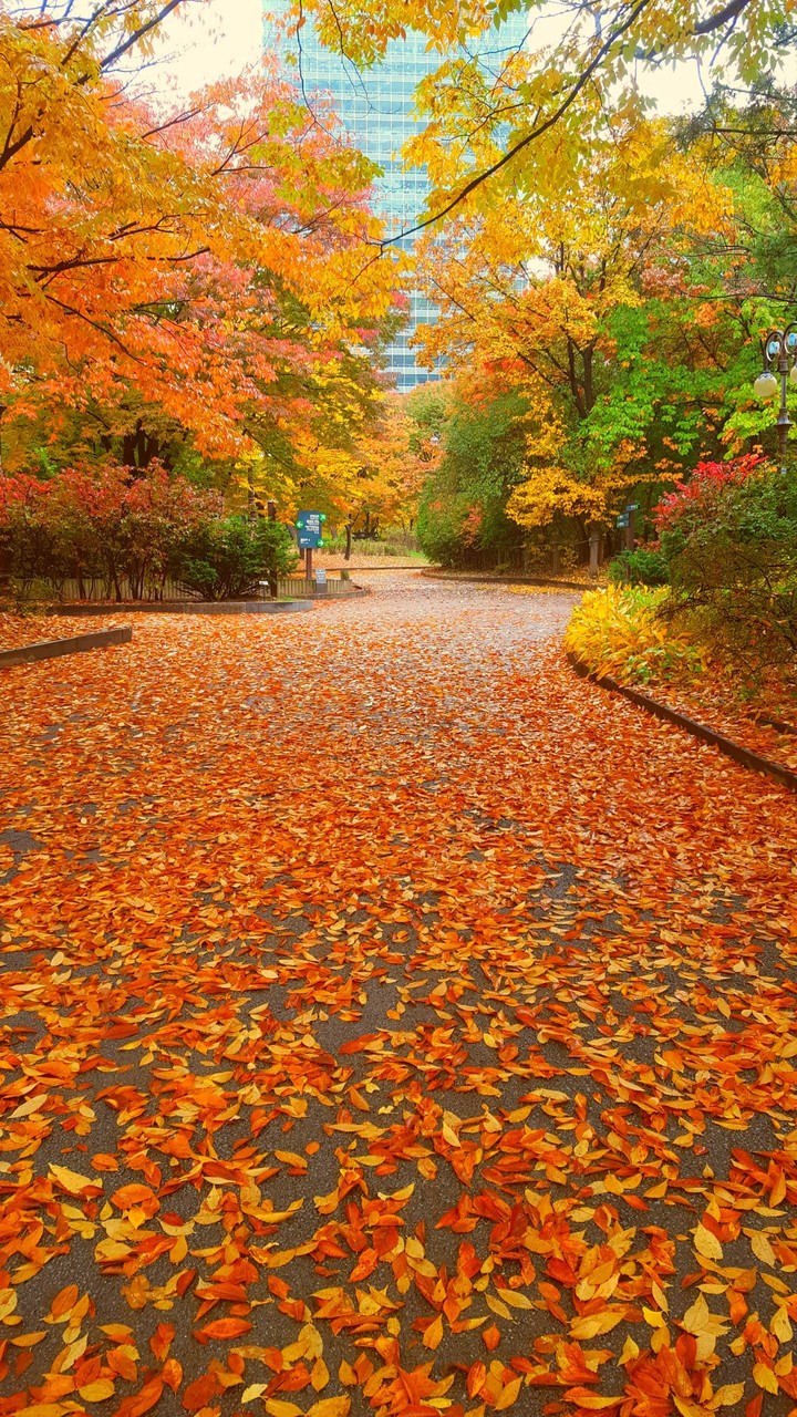 Yeouido park