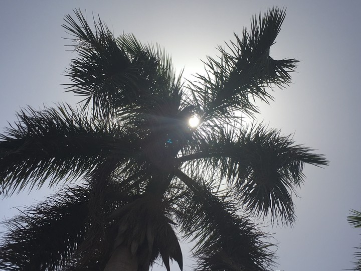 tree