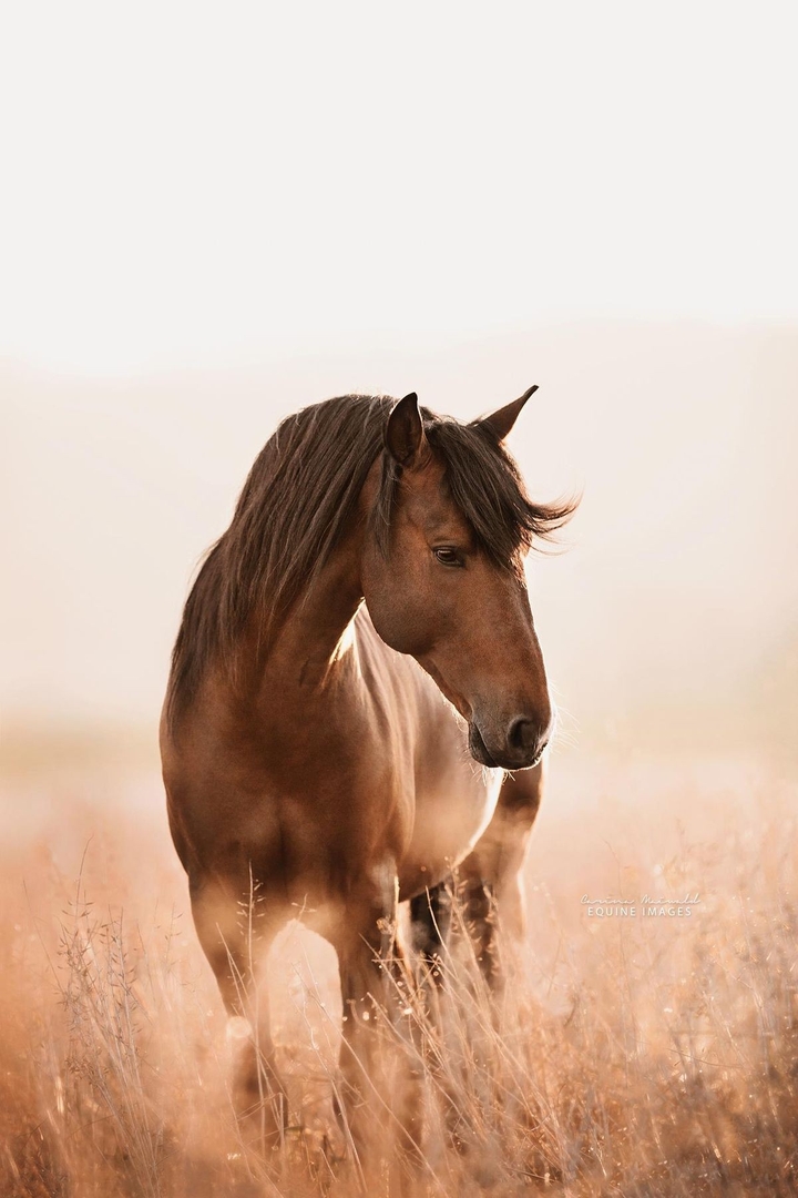 cavalo