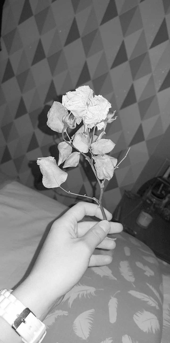 La rose aussi belle que la vie