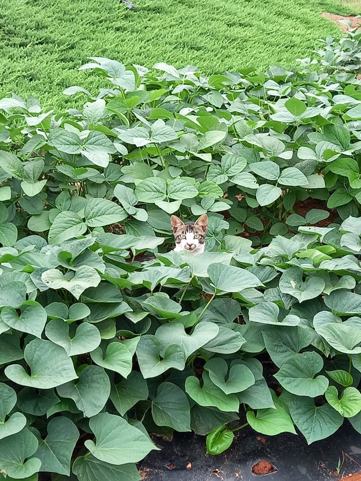 길가 밭의 고양이