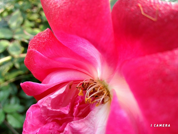 pink rose