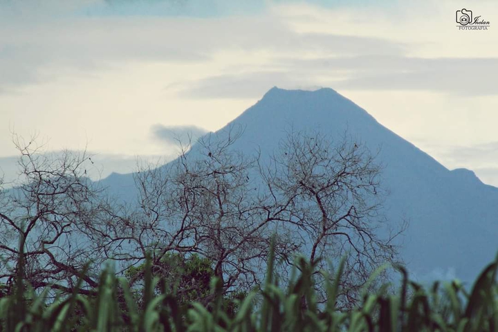 Colima