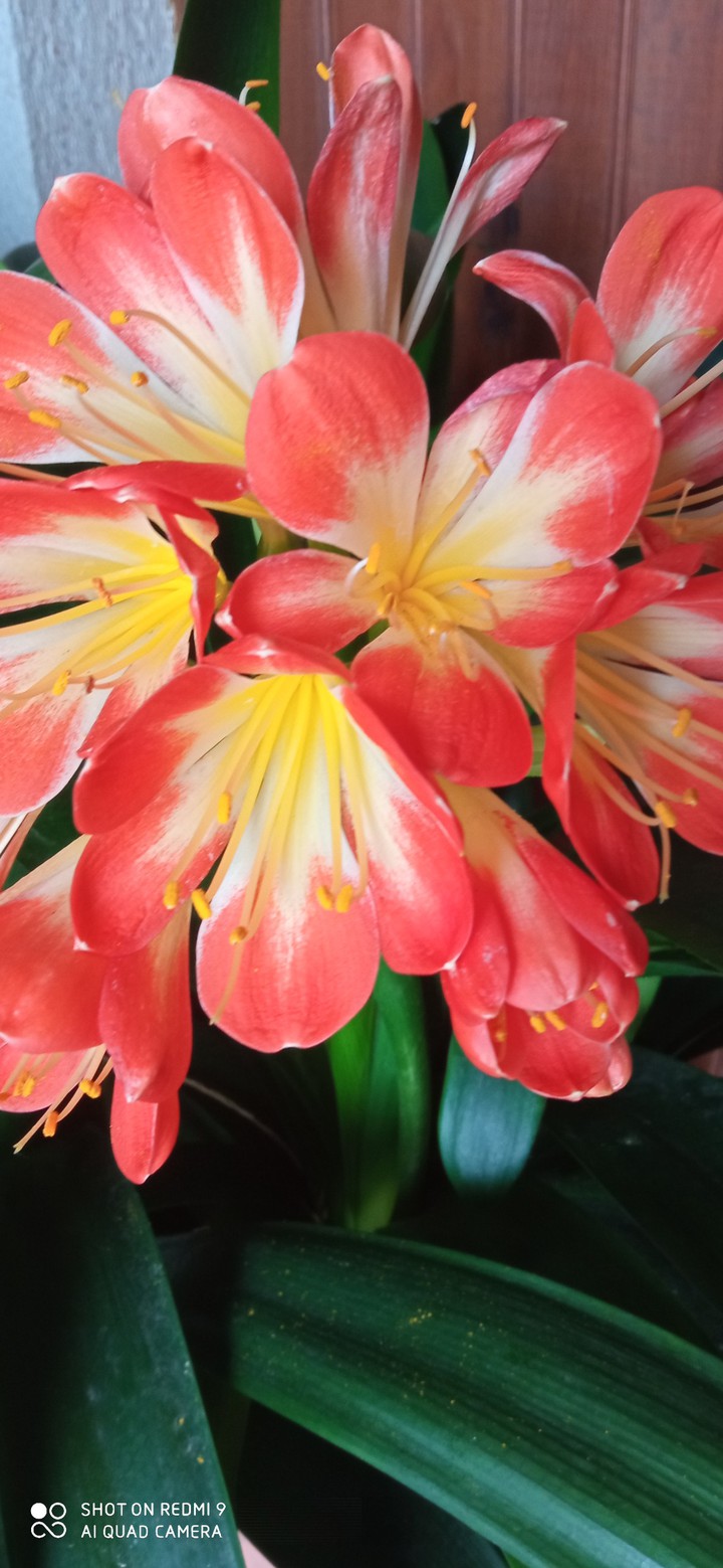 fleure