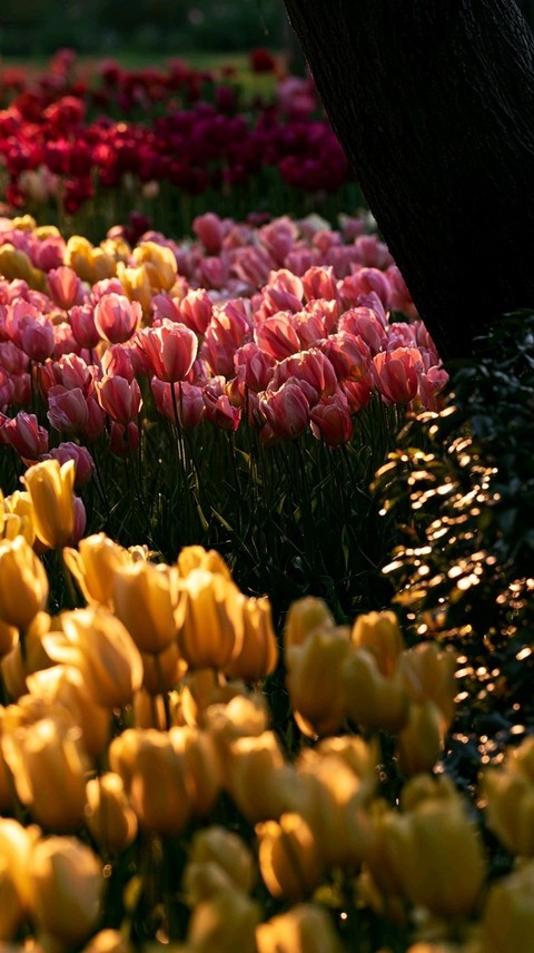 Petal, Flower, Yellow