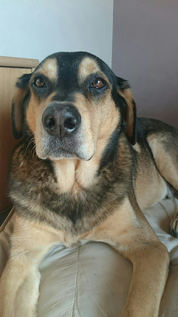 chien