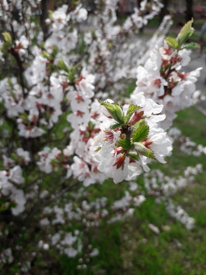Spring