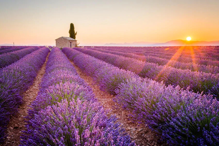 Champ de lavande, France