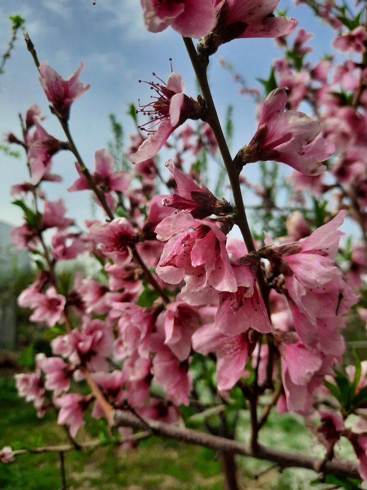 peach blossom
