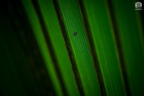 Nature Patterns