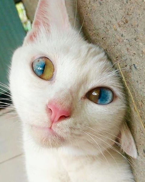 ? Unknown ?? #pleasantcats ❤❤