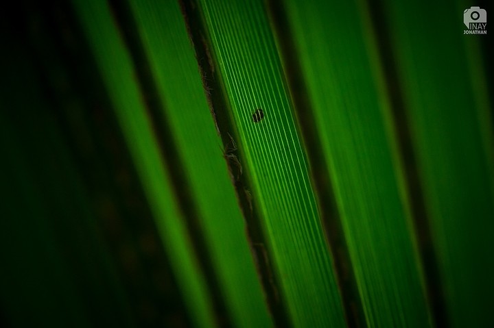Nature Patterns