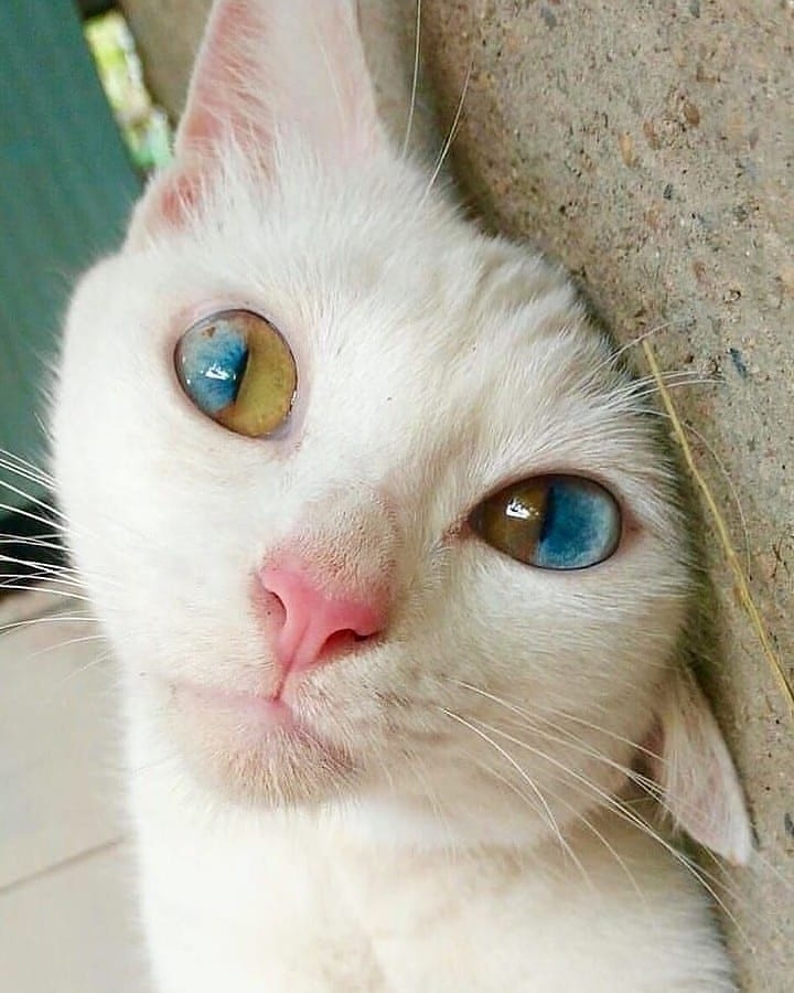 ? Unknown ?? #pleasantcats ❤❤