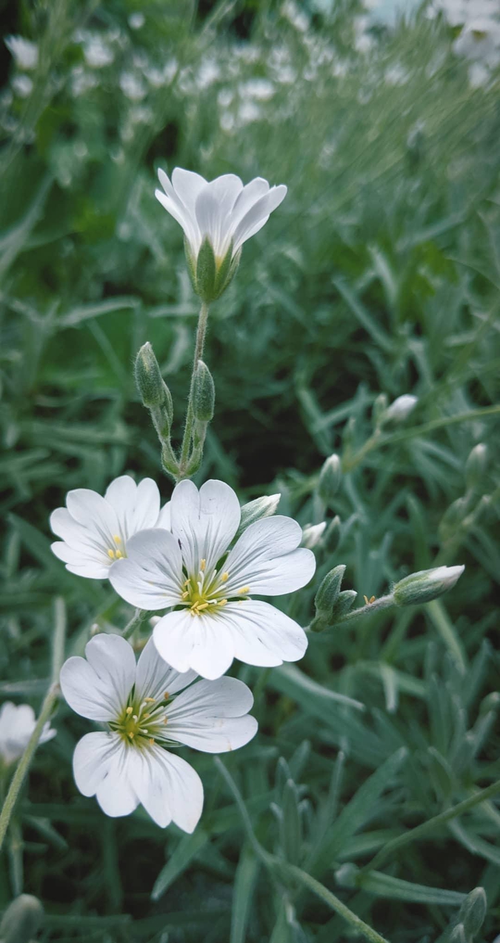 WiteFlower