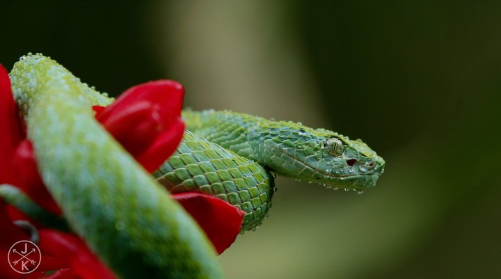 Wild snake in sweet Nature