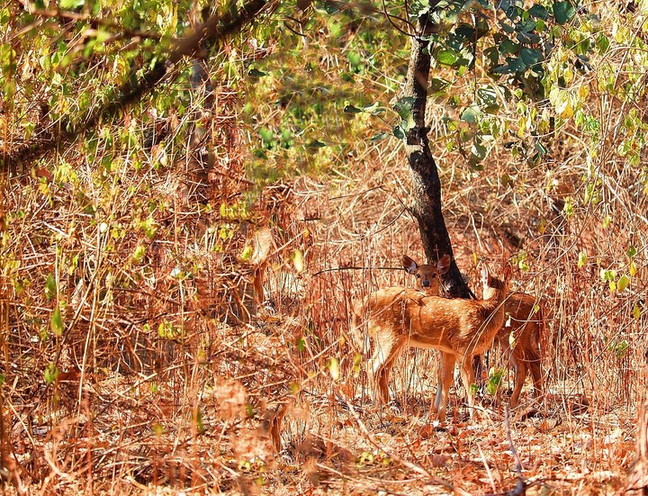 deer this side watching that side