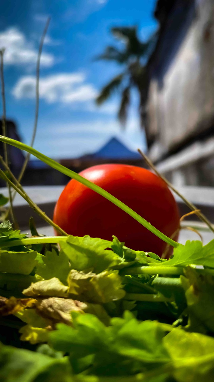 tomatoe