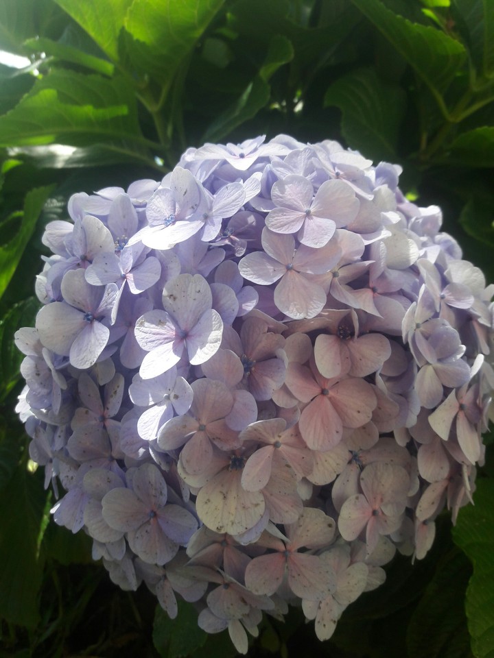 hortênsias