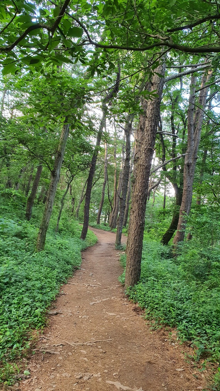 숲속길(road in the woods)