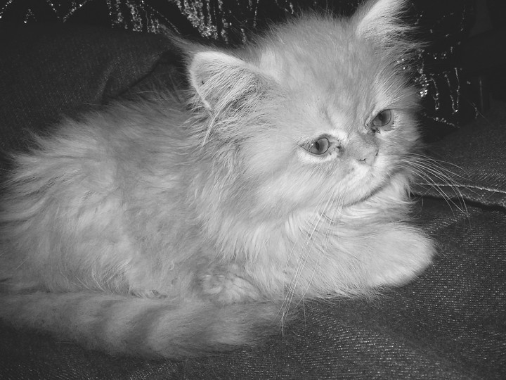 cat in black and white