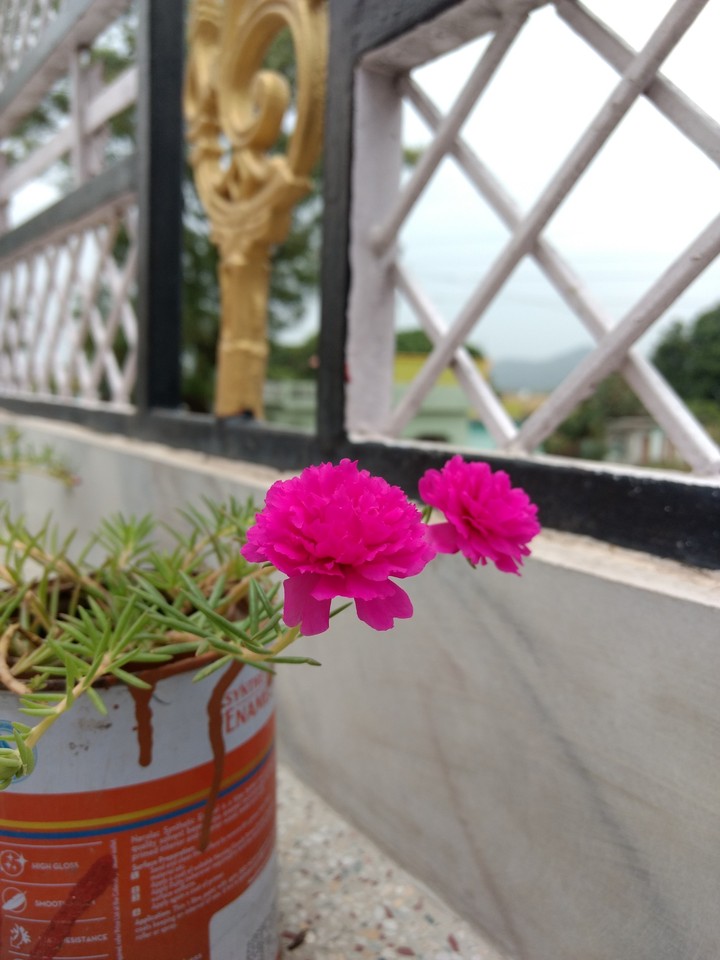 A little flower