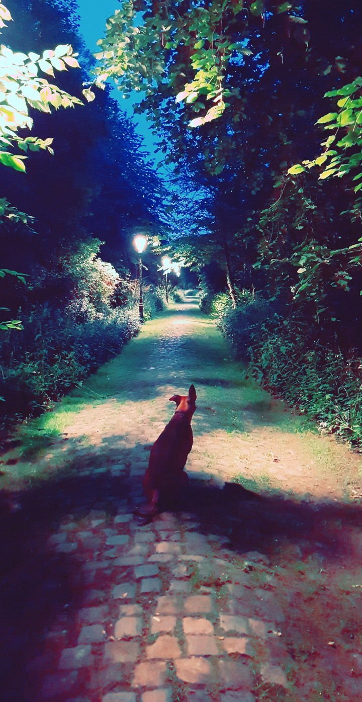 Début du chemin