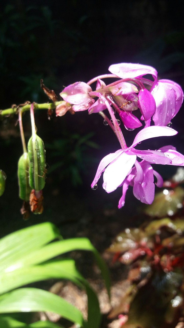 orchids