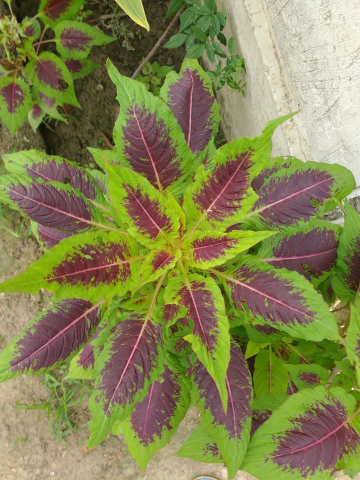 Shurb | flower plant | Flower plant from India