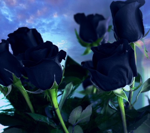Mawar Biru