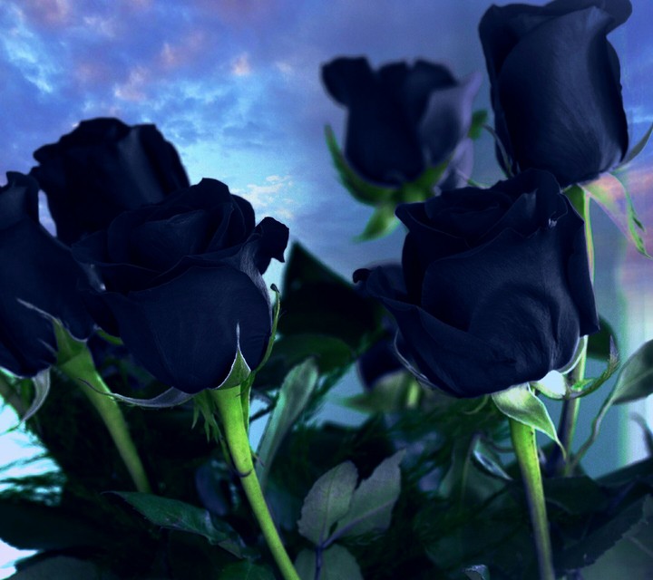 Mawar Biru