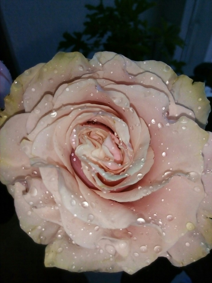 rose