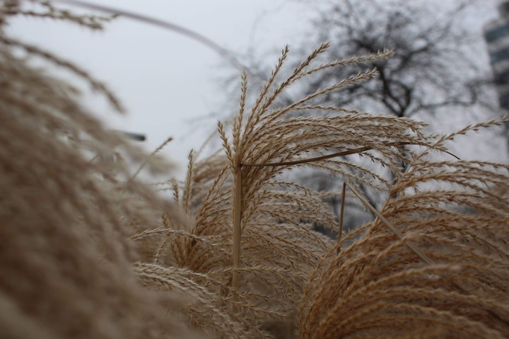 nature