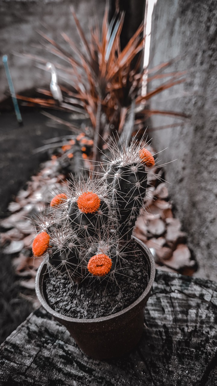 plant