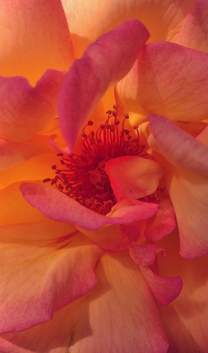 Petals