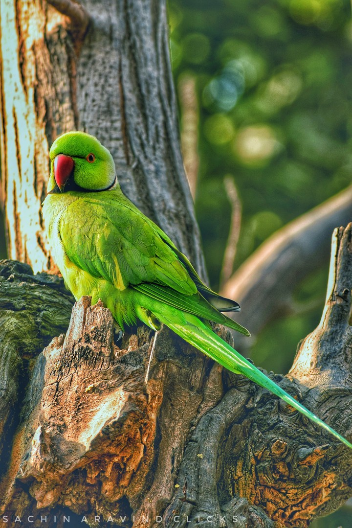 Green Love