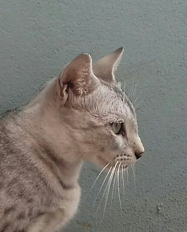 regal