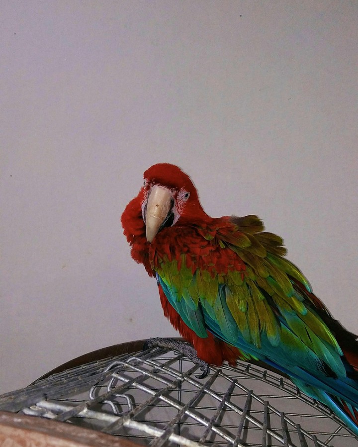 Parrot