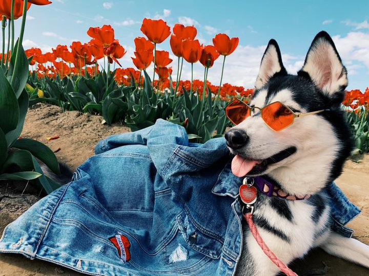 Sweet dog
