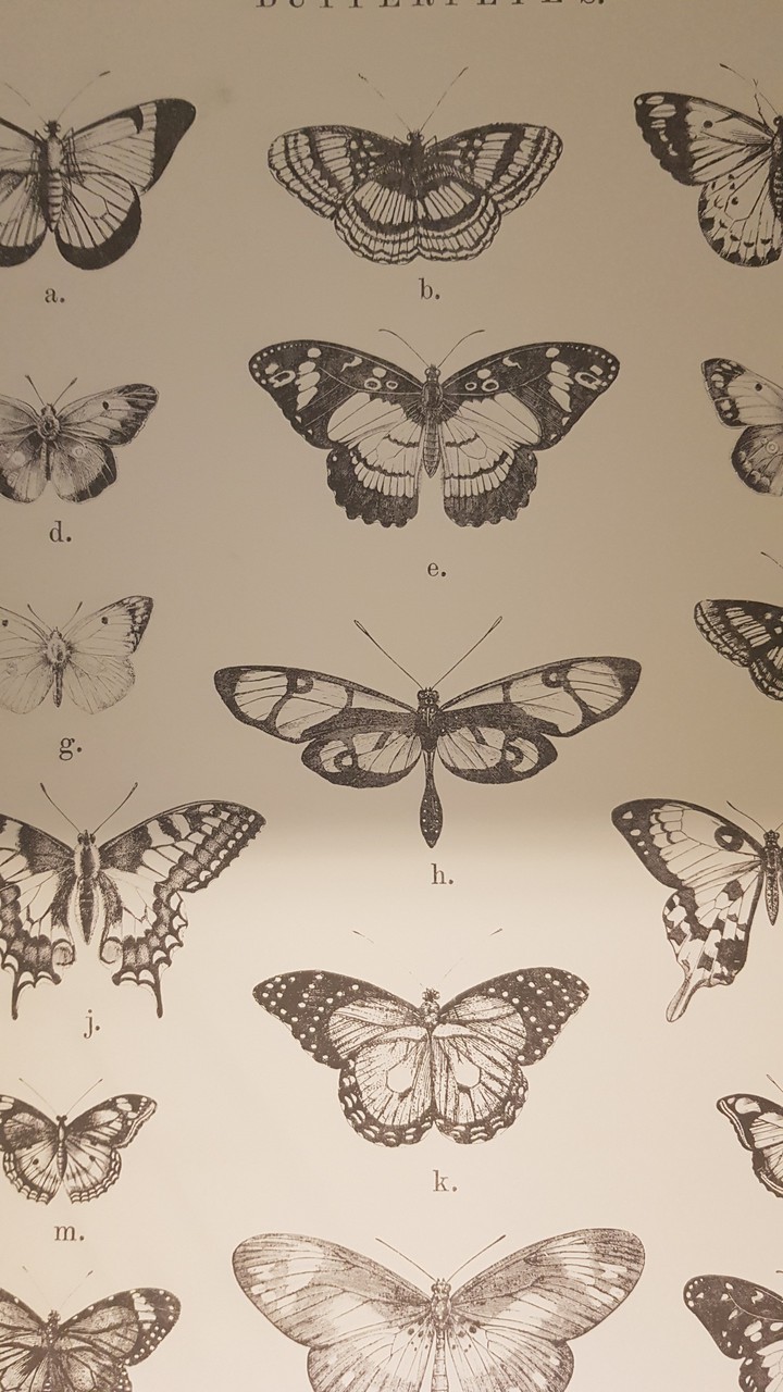 butterflys